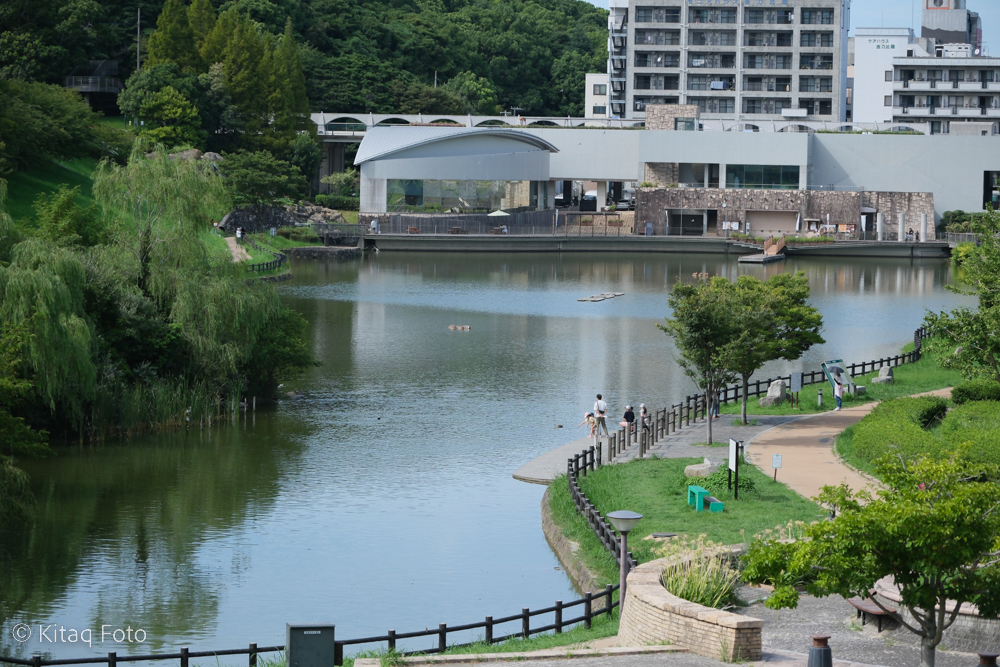 中央公園（タイトル）金毘羅池