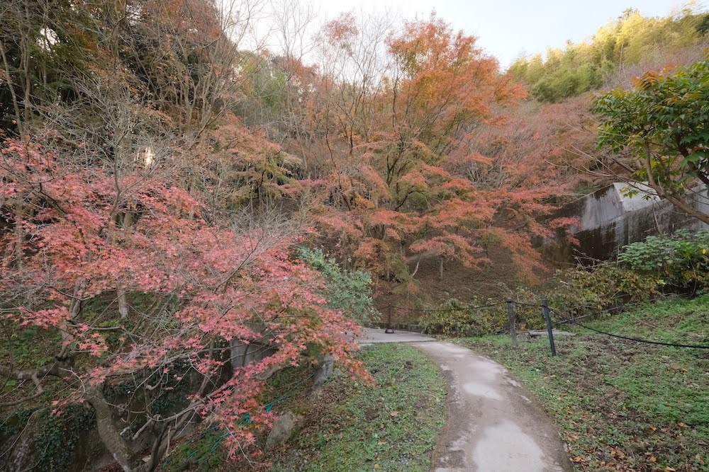 河内藤園2022_入り口付近紅葉