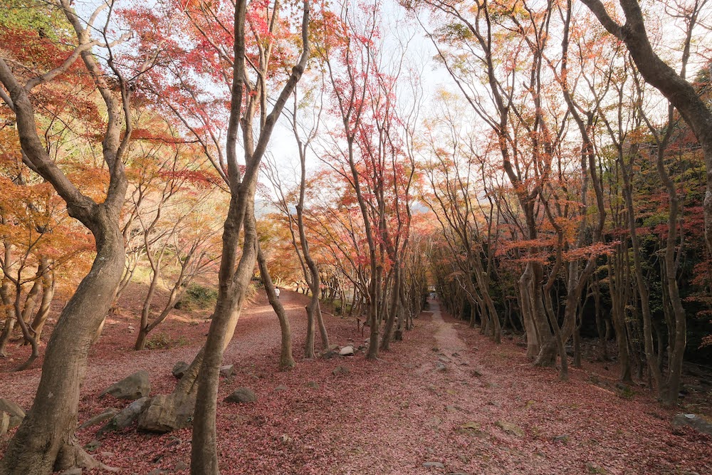 【現地レポート】河内藤園の紅葉2022年