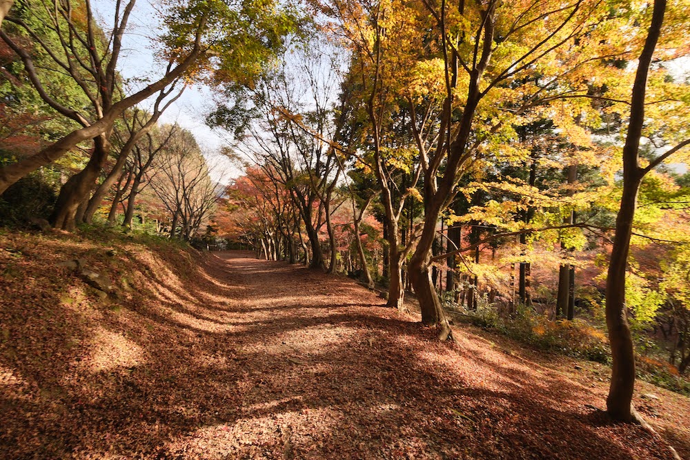 河内藤園2022_もみじ坂のあと１