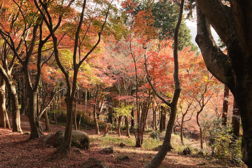 河内藤園2022_もみじ坂のあと２