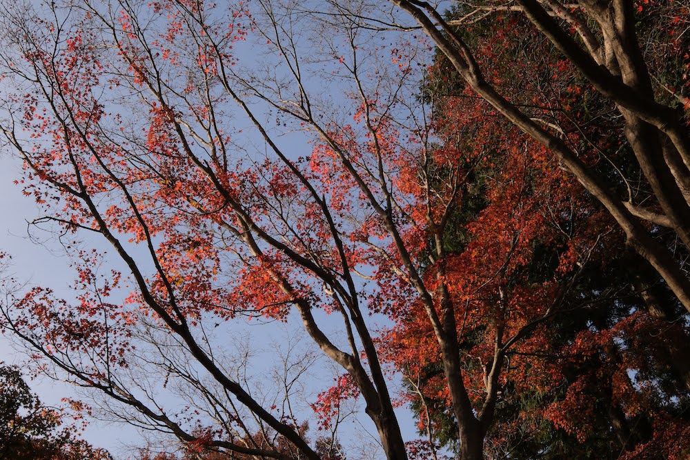 河内藤園2022_紅葉の木