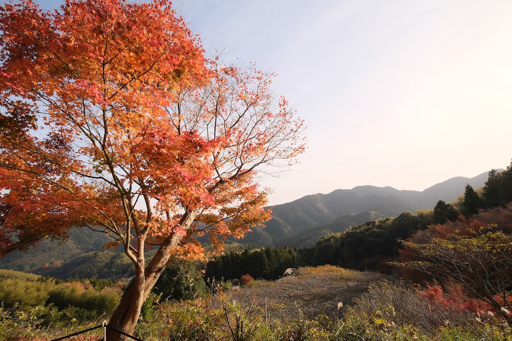 河内藤園2022_風景