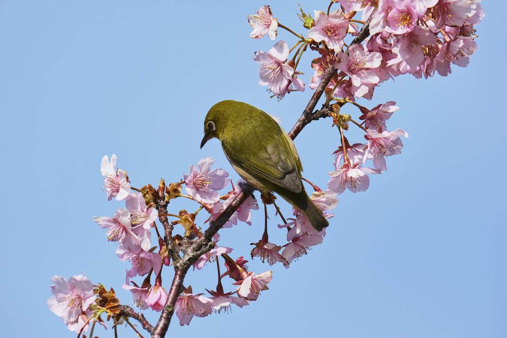 ひびきの河津桜とメジロ