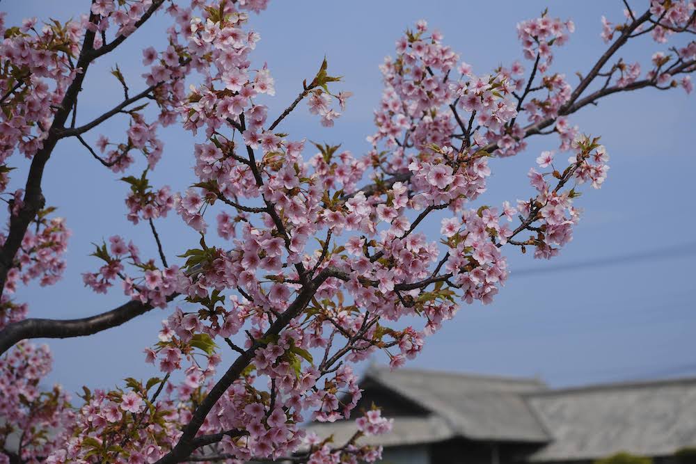 ひびきの河津桜