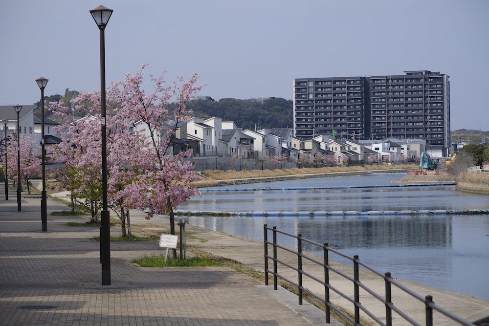 ひびきの河津桜並木