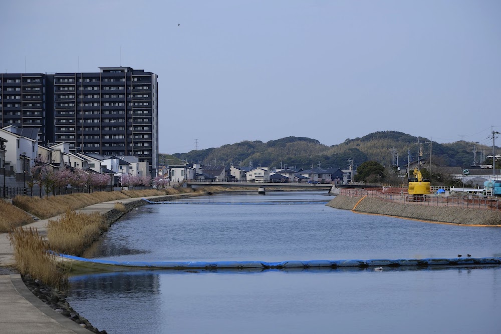 ひびきの河津桜タイトル